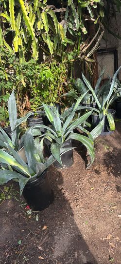 AGAVES FOR SALE $10 EACH Or $50 For All 7  2 Feet Long