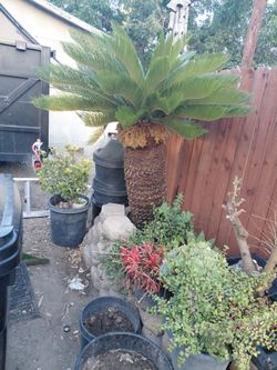 Sago Palm Beautiful. First year with the Fronds.