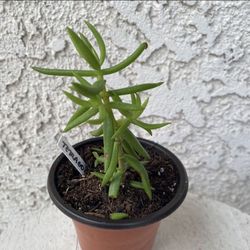 3 Inch Pot Succulent Plant - Crassula Tetragona - Karkai - Rooted & Established Plant - Drought Resistant - 🪴