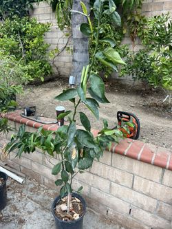 Pixie Mandarin Tree