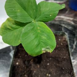 4 Leaf Clover Plant