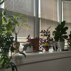 House plants
