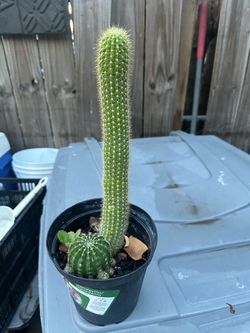 cactus 2 en uno