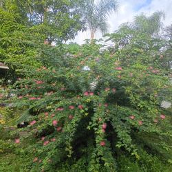 Fluffy Flowers Plant Beauty For You Year Around Flowering 