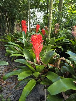 Bromeliads available (beautiful red flower bracts)