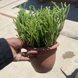 Plant