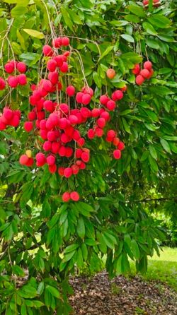 Lychees.   $5/lb.     Freshly Picked!
