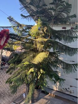 Tree Arbol