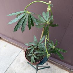 6” anthurium polyschistum