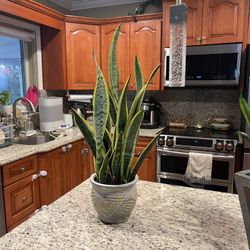 Snake Plant Sansevieria Real Plant And Pot  28"