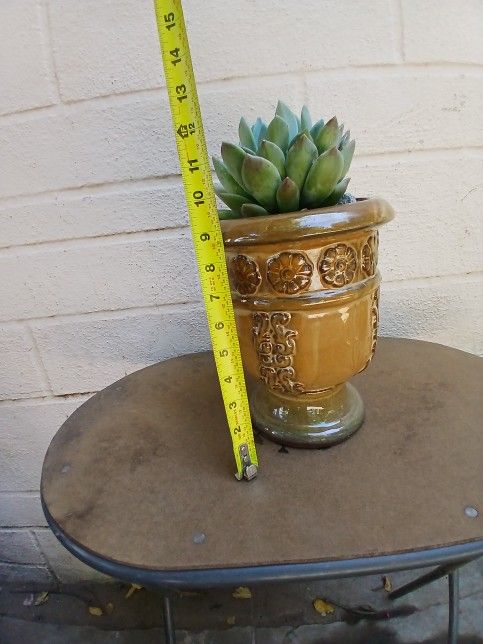 Beautiful Plant/pot  $40