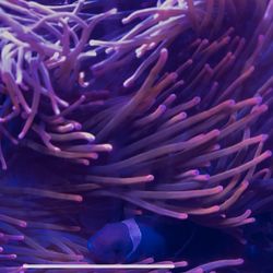 Red Long tentacle anemone 