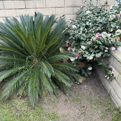 Large Sago Palm – Mature & Healthy 🌴