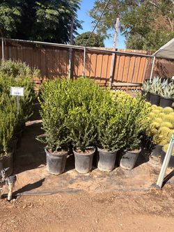 Winter green boxwood 5 gal