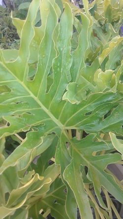 COLD HARDY SELLOUM GIANT SPLIT LEAF PHILODENDRON 4FT TALL IN A NICE CERAMIC POT