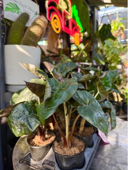 Plants (4”pot🌿Alocasia “Yucatan princess”$10)