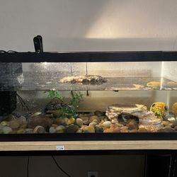 20 Gallon aquarium ( Does NOT Come With Items)