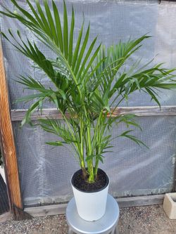 Cat Palm Plant 3.5' to 4' 10" Nursery Pot