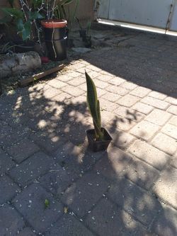 Snake Plant 