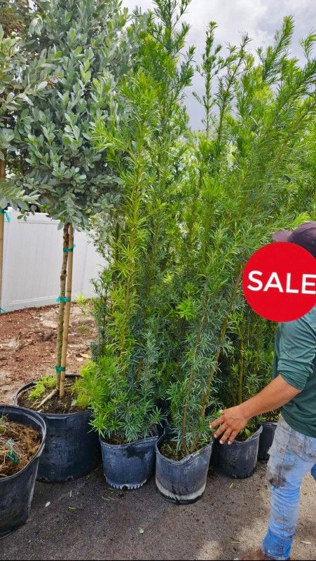 podocarpus over 7 feet tall Instant Privacy Hedge For Fence Green Full Ready for planting