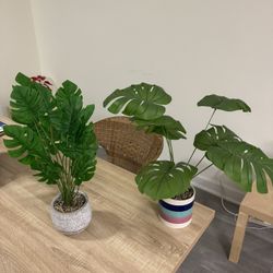 Fake Plants 