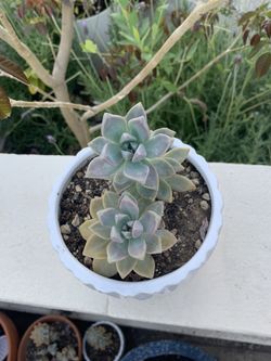 Succulent $5