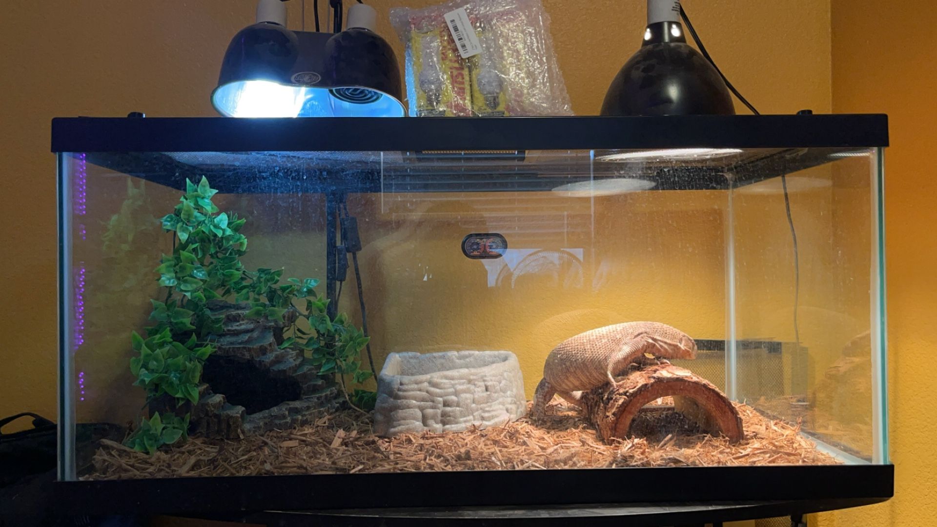 Savannah Monitor + Fully Terrain 40 Gallon Enclosure
