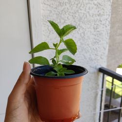 Tulsi(holy Basil) Plant 