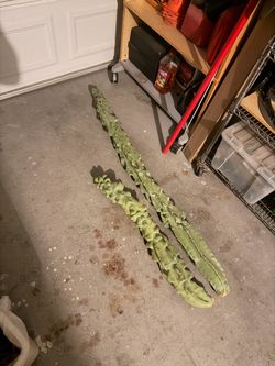 Large Fresh totem pole Cactus Cuttings – Set of 2