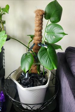Planta Natural mostera delicosa