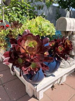 Succulent Plants 