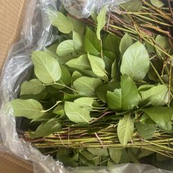 Salal (lemon Leaf) Hoja De Limon 