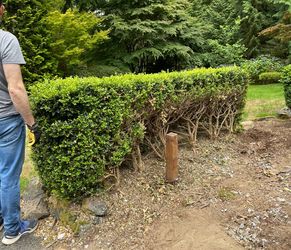 Free boxwoods