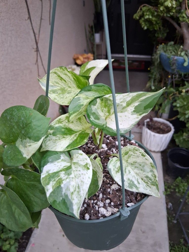 Manjula/ Jade Pothos Plant $25
