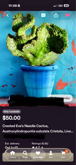 Crested Eve's Needle Cactus, Austrocylindropuntia subulata Cristata,