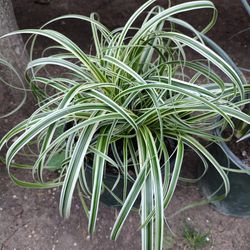 Spider Plant