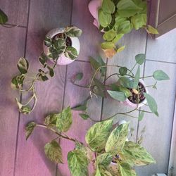 Pothos Bundle 4 Different Varieties WHITE POT NOT INCLUDED 