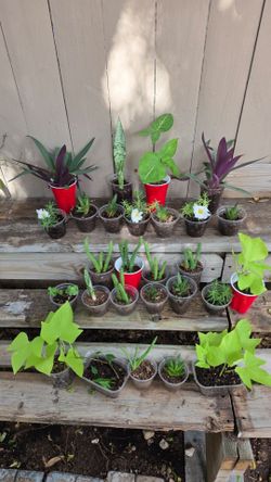 Assorted plants $2.00 Each