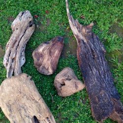 5 Pieces Of Natural Driftwood For Aquariums Terrariums Decor 
