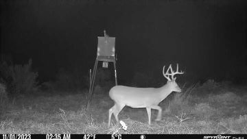 Bow Only Lease