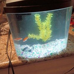 2.5 Gallon Aquarium   with Filter system and Led Light