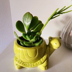 Mini Ceramic Turtle Planter with Live Succulents 