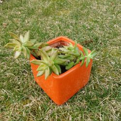 Succulent