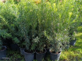 🏡🏡 Podocarpus 3gl 3ft tall Only $8