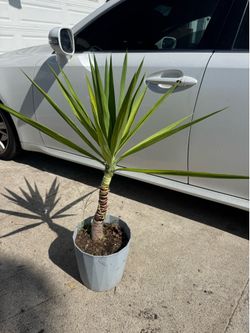 Yucca
