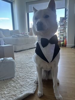 Dog Tuxedo XL