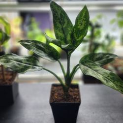Plant - Aglaonema 