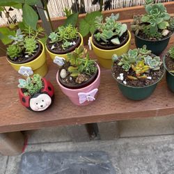 Succulents 