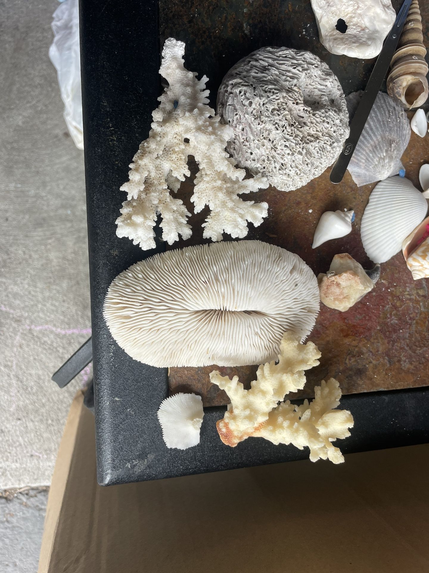Coral