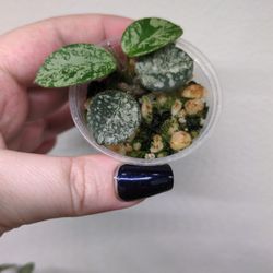 Hoya Matidle Super Splash Starts